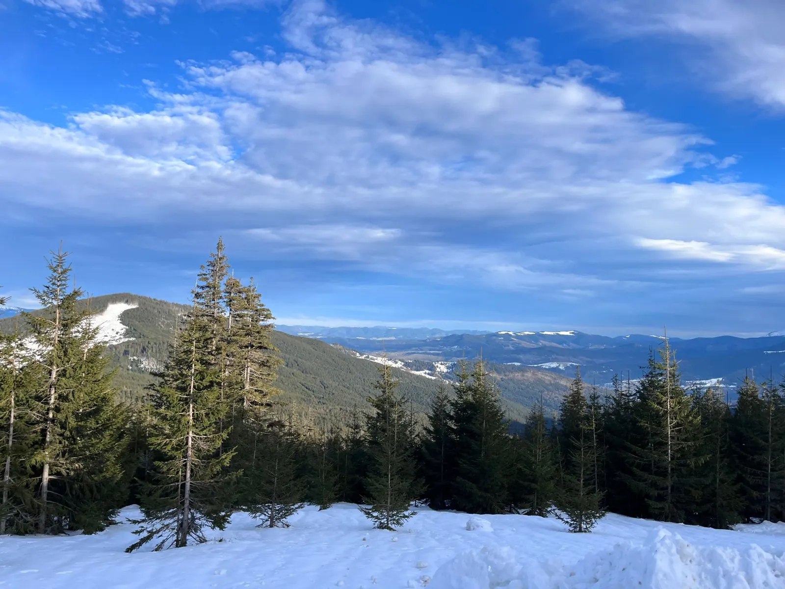 Stunning view of snow-covered mountains and pine forests in the Ukrainian Carpathians.