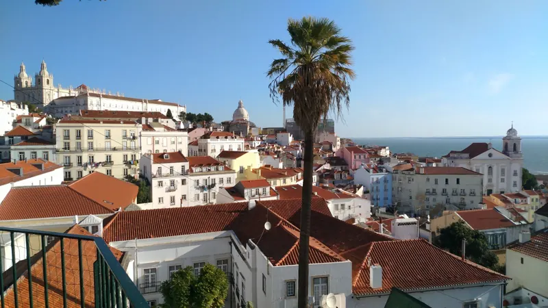 Palm tree over Lisbon rooftops