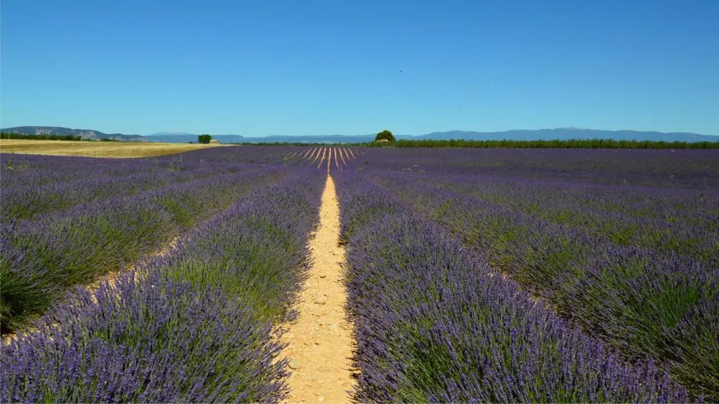 A picturesque view of a vast lavender field stretching under a clear blue sky, perfect for serene and natural themes.
