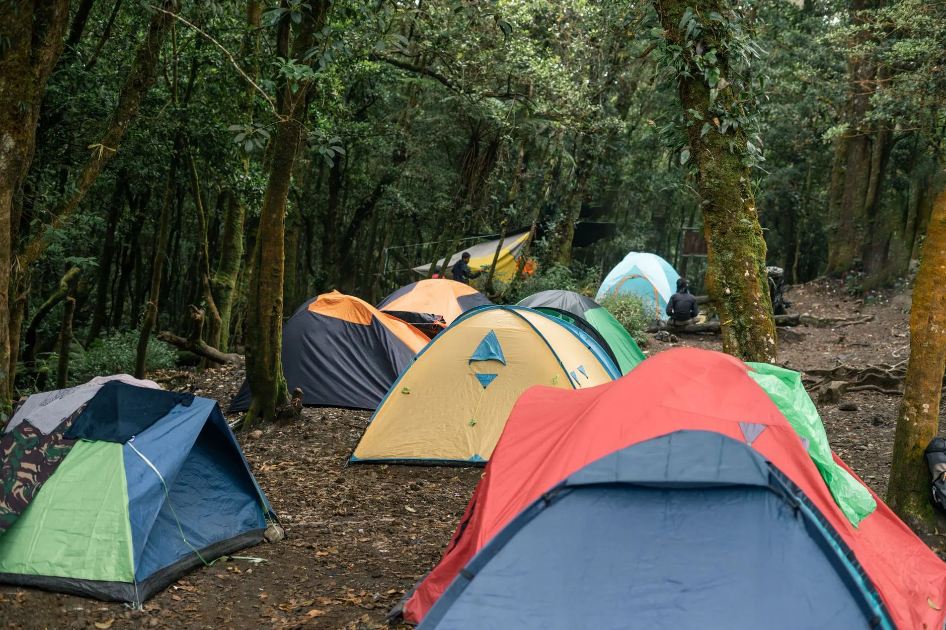 Colourful tents at a forest campsite