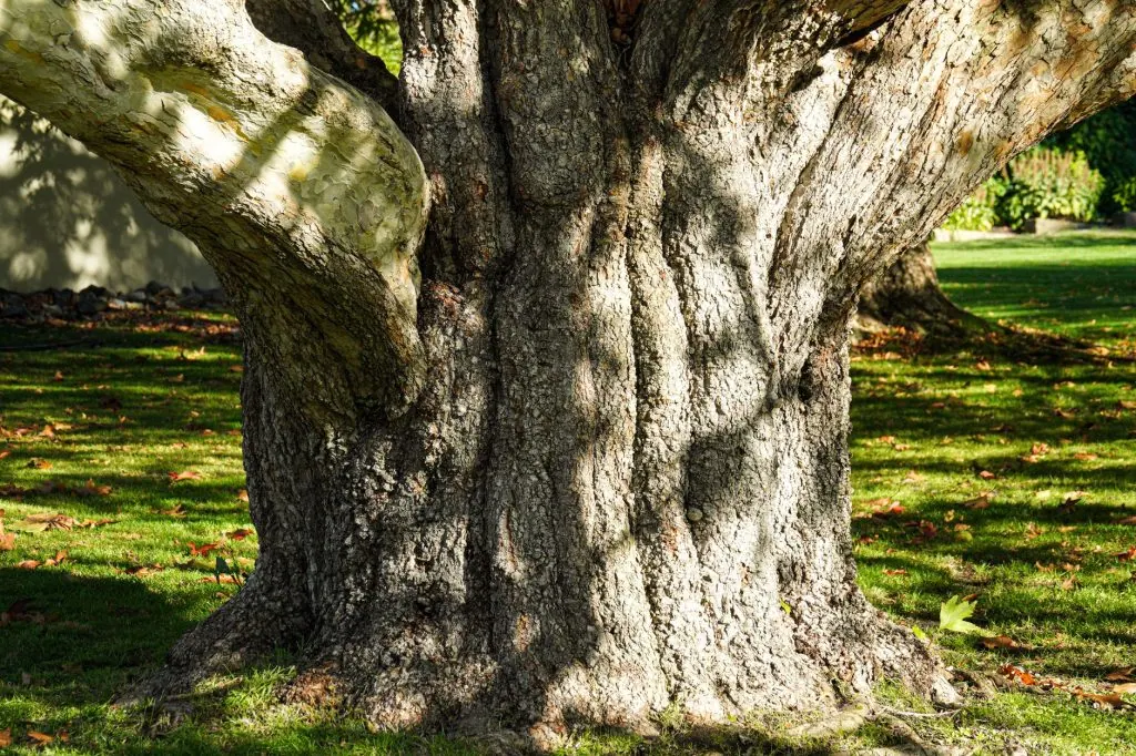 Close-up of a large tree trunk with textured bark in a sunlit park, Hobart, Australia.