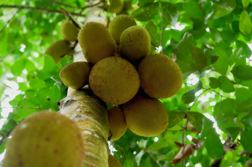 Close-up view of breadfruit growing on a tree in Zanzibar, Tanzania, amidst vibrant green leaves.