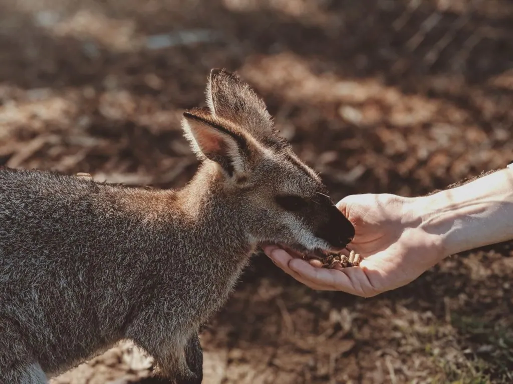 A young wallaby being fed by hand in the sunlight at Lone Pine Koala Sanctuary, Australia.