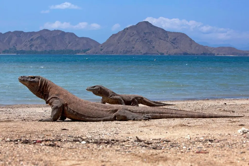 Komodo dragons basking on a beach in Komodo National Park, Indonesia.