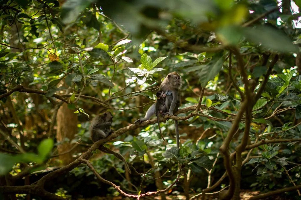 Macaques perched on branches in a vibrant tropical rainforest, surrounded by dense foliage.