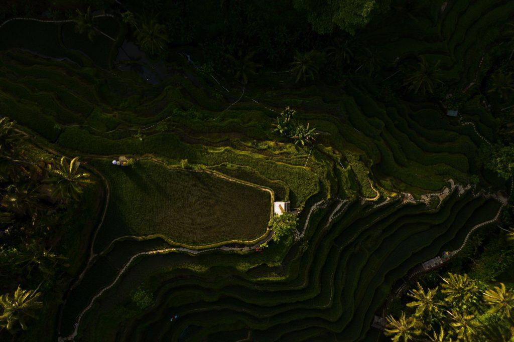 Stunning aerial view of lush green rice terraces in Bali at sunset.