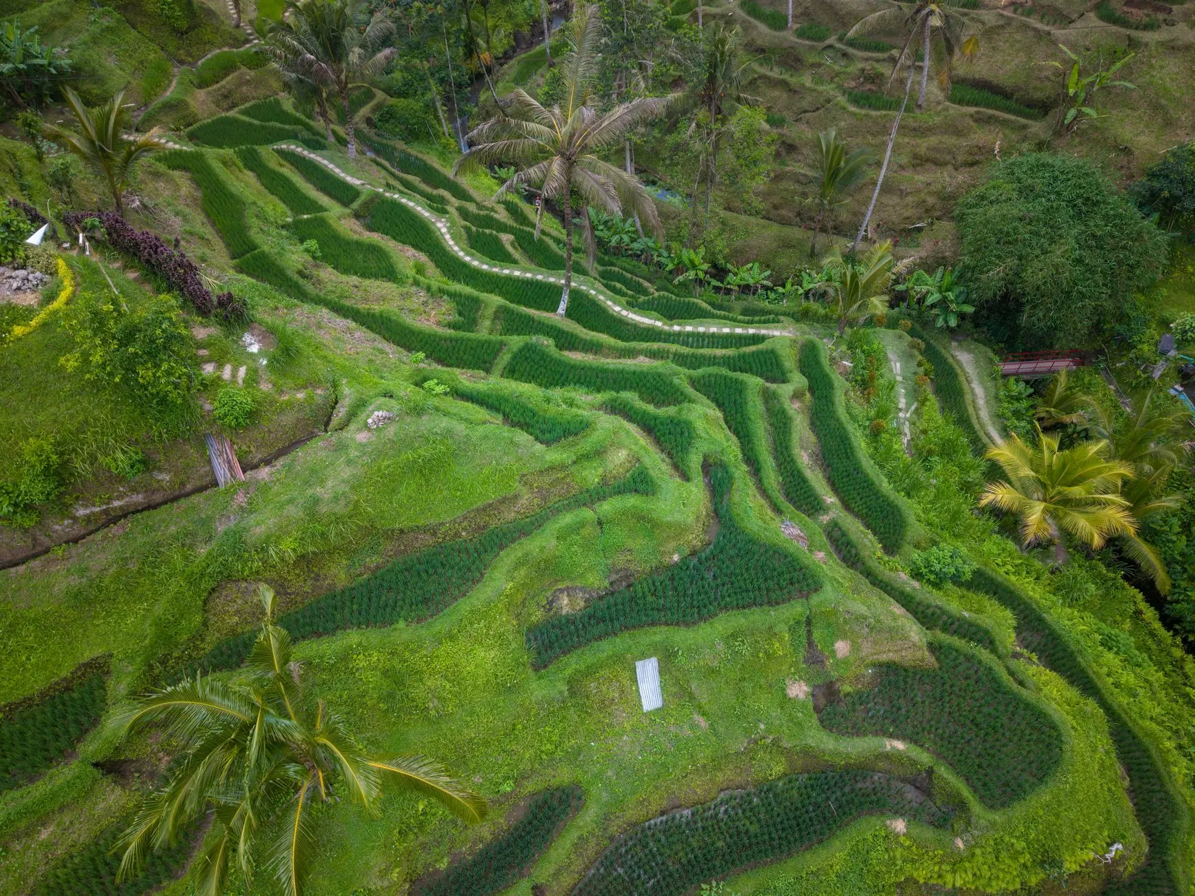 Rice terraces in Bali, Indonesia