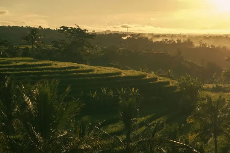 Jungle scenery around Ubud, Bali