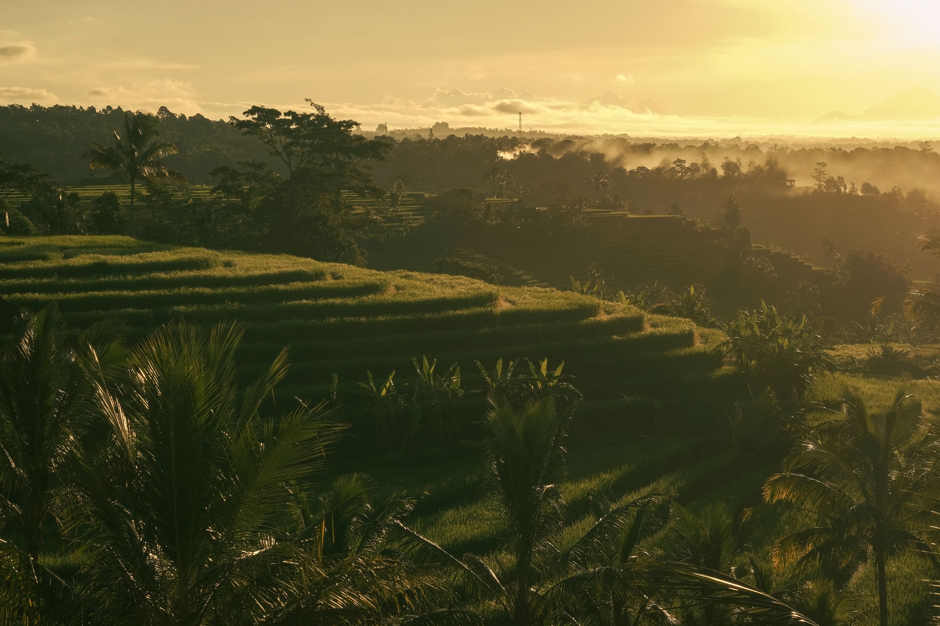 Jungle scenery around Ubud, Bali