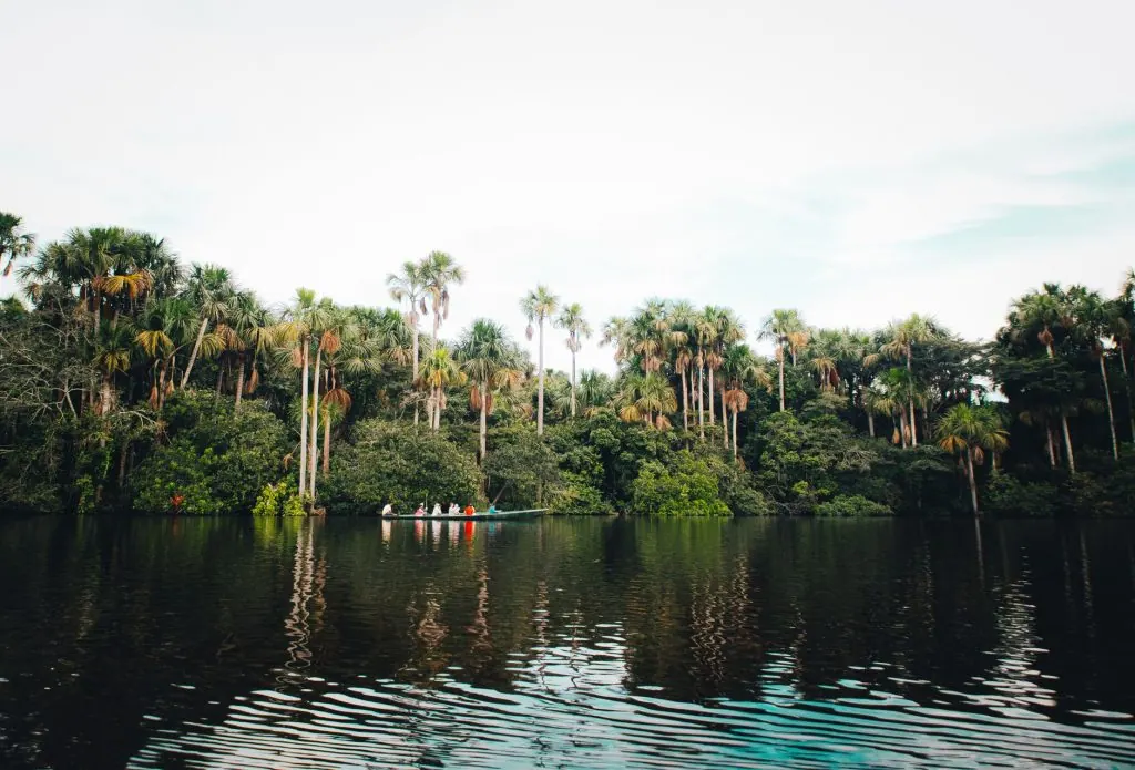 A peaceful boat ride down a tropical jungle river surrounded by lush greenery and tall palm trees.