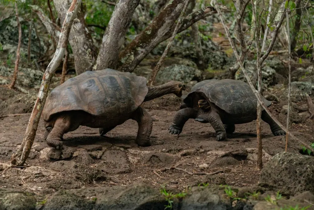 Two giant tortoises engaging in wildlife interaction in forest.