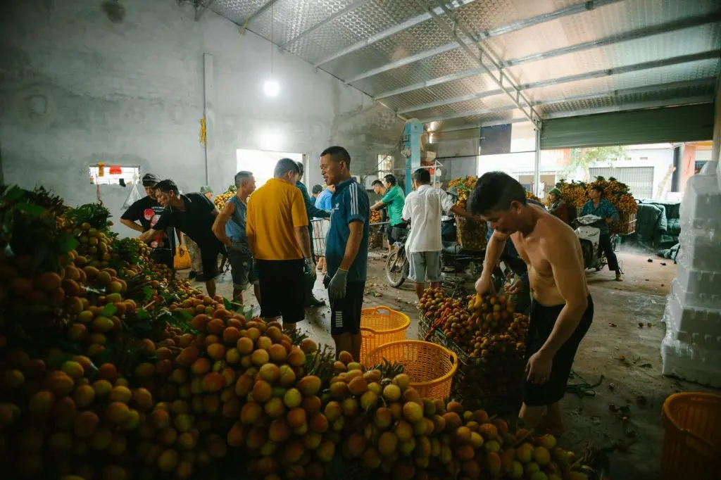 Market workers sorting fresh lychee fruits indoors in a bustling environment.